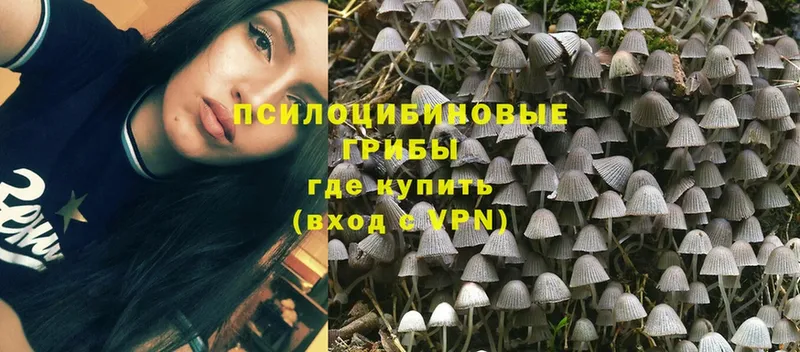 купить наркотик  Калининск  Псилоцибиновые грибы Magic Shrooms 